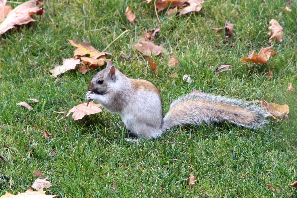 A sort of a distinguished looking squirrel.